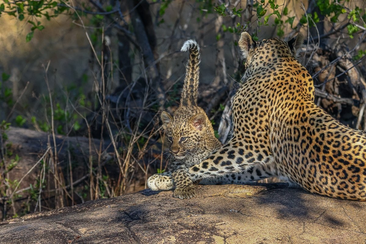 Golonyi and her cub basking in the early morning sun on granite rocks.