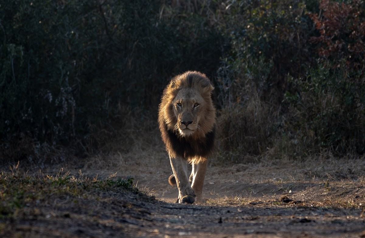 Lions carefully watching a buffalo herd as they prepare for a potential hunt at sunset.