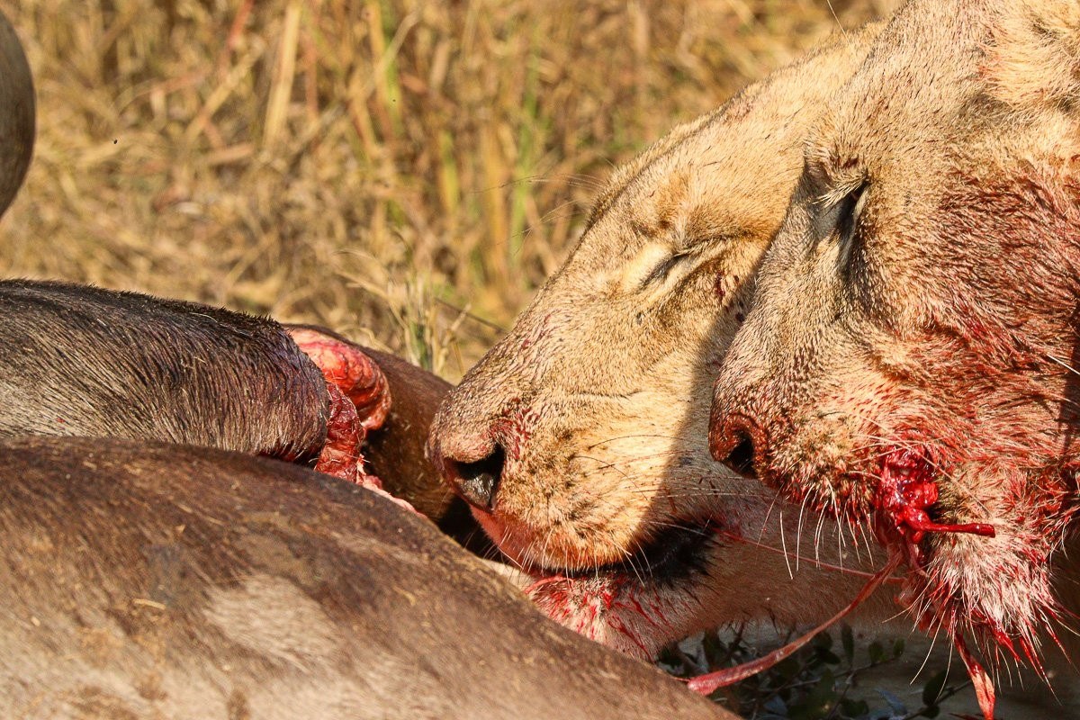Southern Pride lioness feeding on a blue wildebeest kill