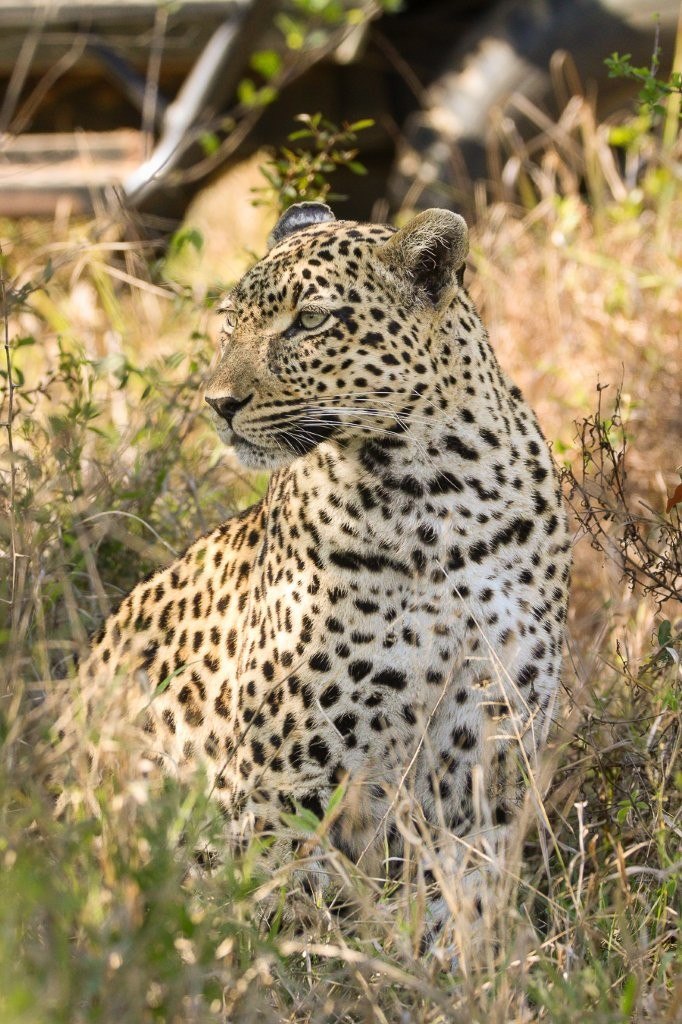 Tengile leopard resting in the shade beneath large trees 