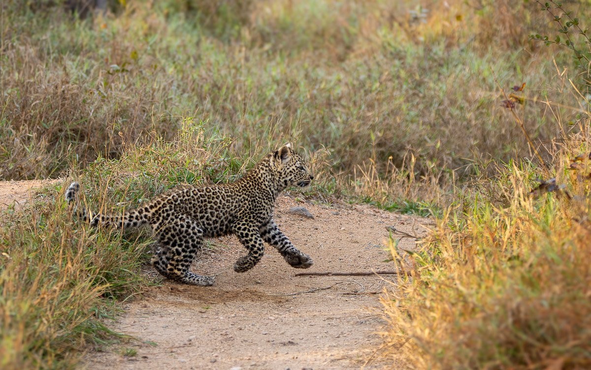 Kurhula guiding her young cub through the vegetation