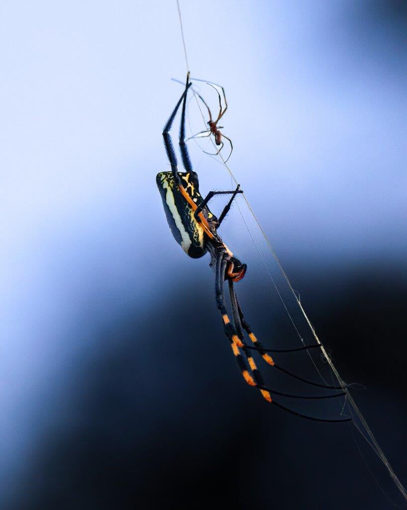 B21Coenraad Stapelberg Spider 120423 1 B21Coenraad Stapelberg Spider 120423 1