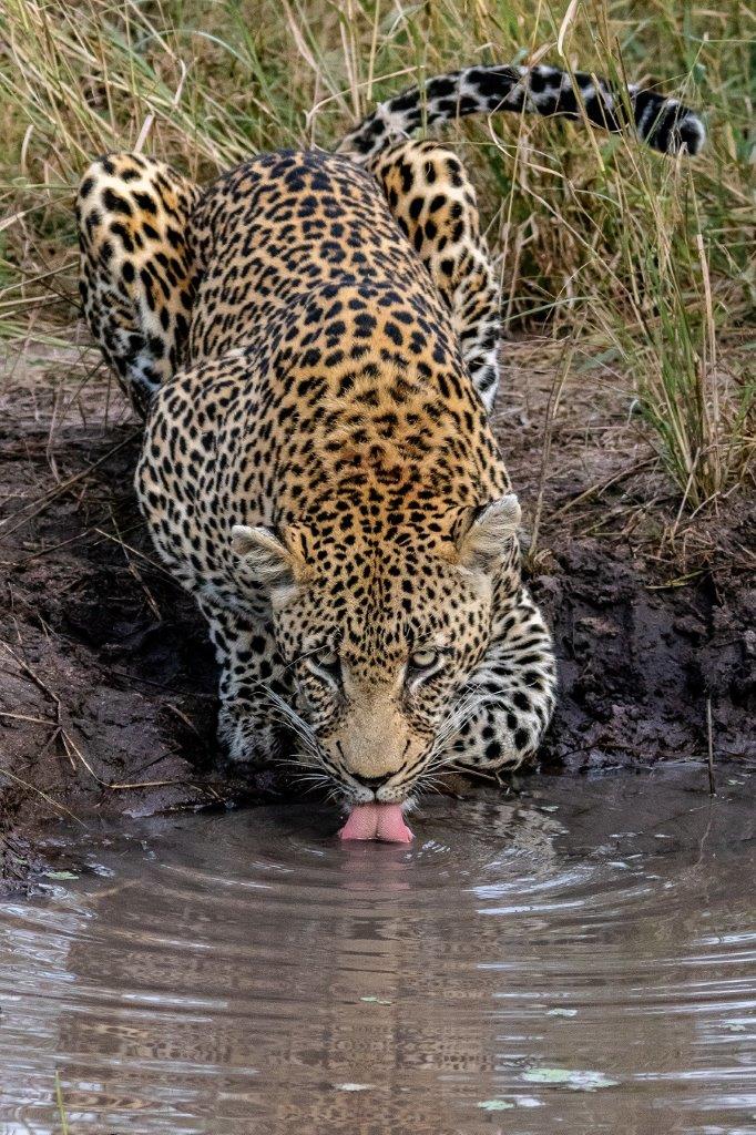 A28Devon Jansen   Nweti Male Leopard Drinking 180523