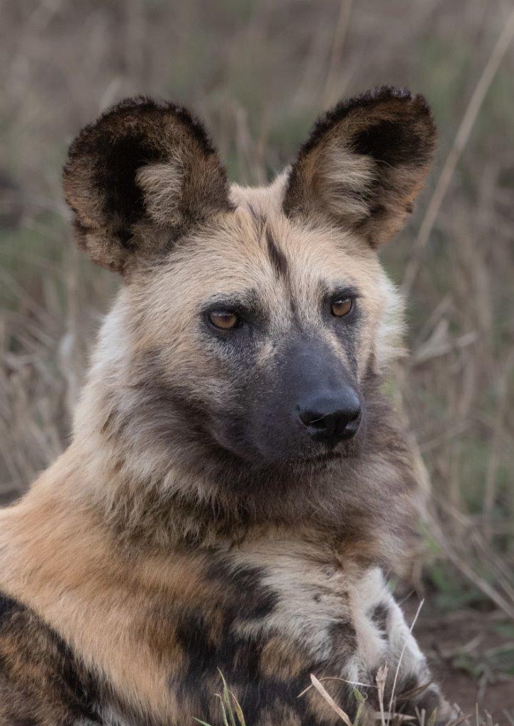 A37Jason Street   Wilddog   170523   3