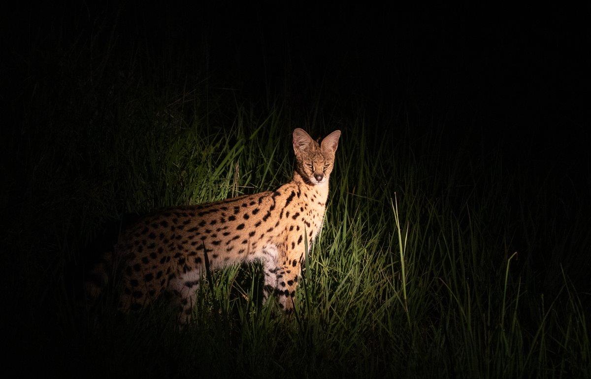 With their long legs, Servals are very high jumpers and often take down ground-nesting birds like Francolins and Spurfowls. With their long legs, Servals are very high jumpers and often take down ground-nesting birds like Francolins and Spurfowls.
