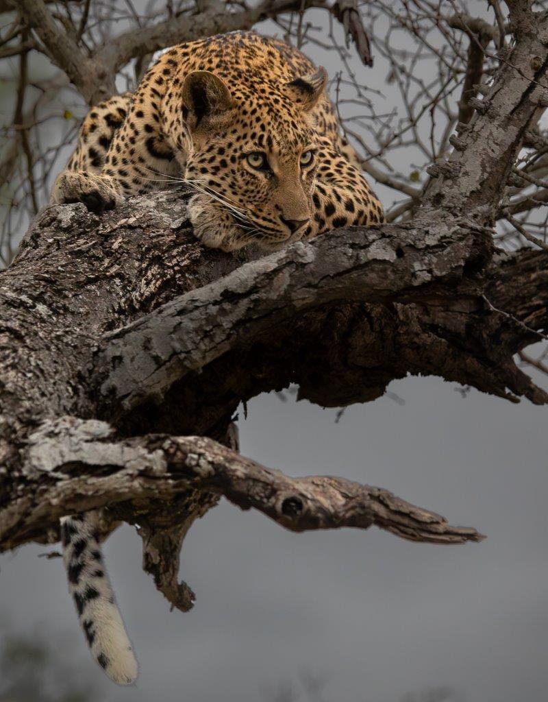 Even with her kill safely up a tree, Golonyi must remain alert. Even with her kill safely up a tree, Golonyi must remain alert.