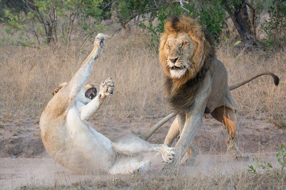 Talamati Gijima Mating Ritual Ronald Mutero Talamati Gijima Mating Ritual Ronald Mutero