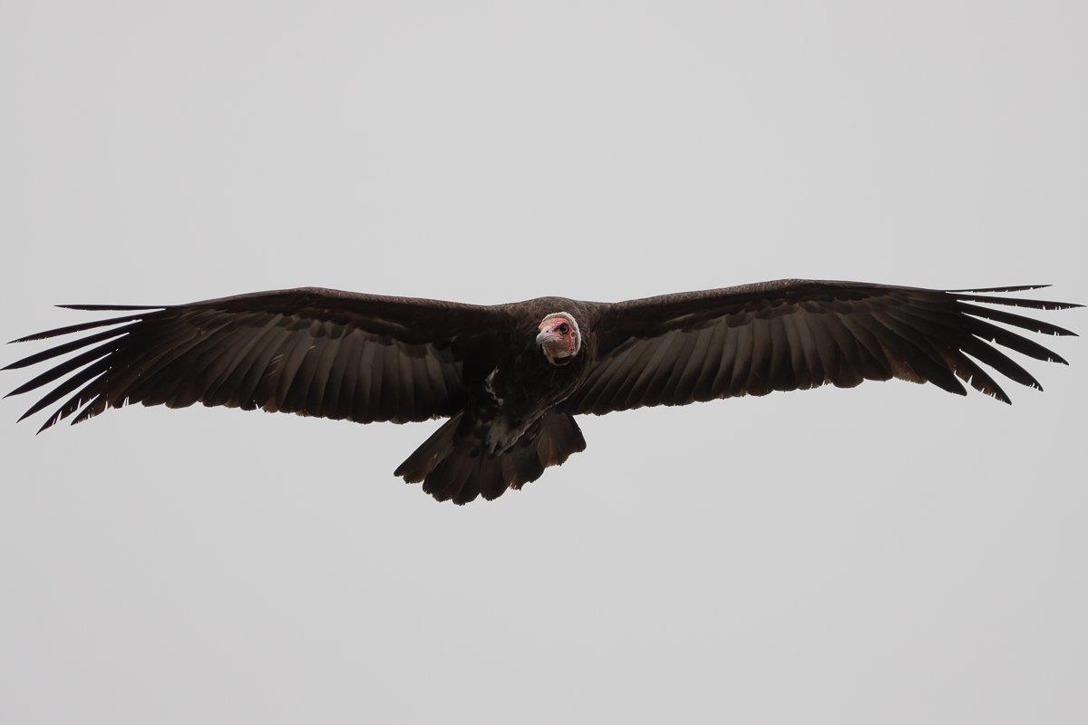 A Hooded Vulture in flight. A Hooded Vulture in flight.