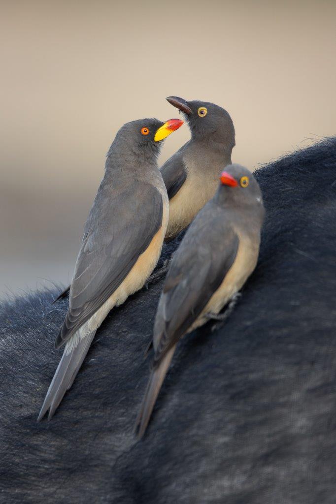 Three Oxpeckers hang off a buffalo. The mutualistic relationship between Buffaloes and Oxpeckers means that both species benefit from the unlikely friendship. Three Oxpeckers hang off a buffalo. The mutualistic relationship between Buffaloes and Oxpeckers means that both species benefit from the unlikely friendship.