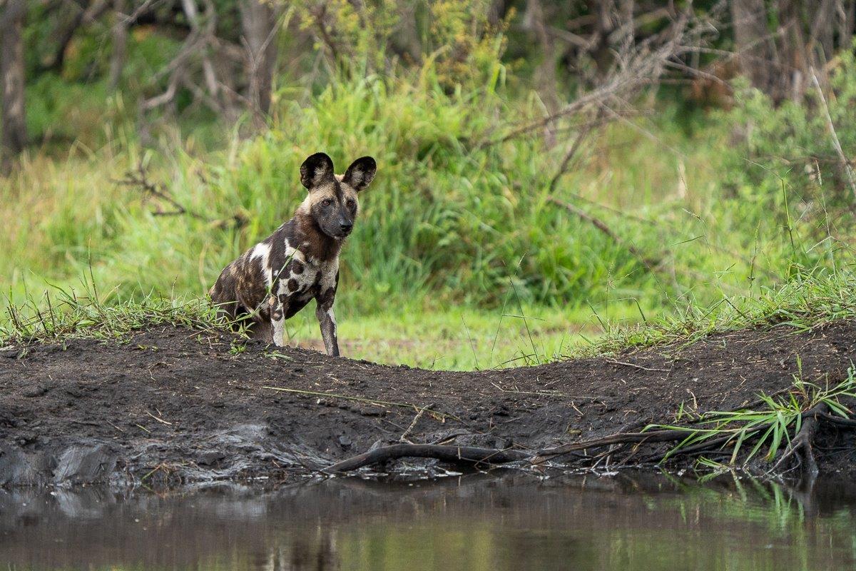 A keen hunter, this wild dog sits patiently on the banks of a waterhole, waiting for the right opportunity to make the chase. A keen hunter, this wild dog sits patiently on the banks of a waterhole, waiting for the right opportunity to make the chase.