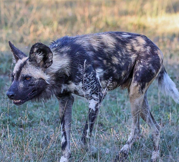 Wild dogs are mainly active early morning and late afternoon Wild dogs are mainly active early morning and late afternoon