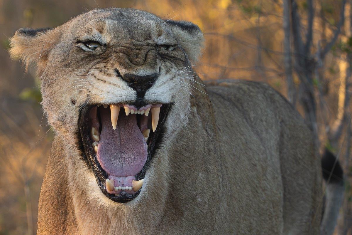 Msuthlu females giving a loud roar Msuthlu females giving a loud roar