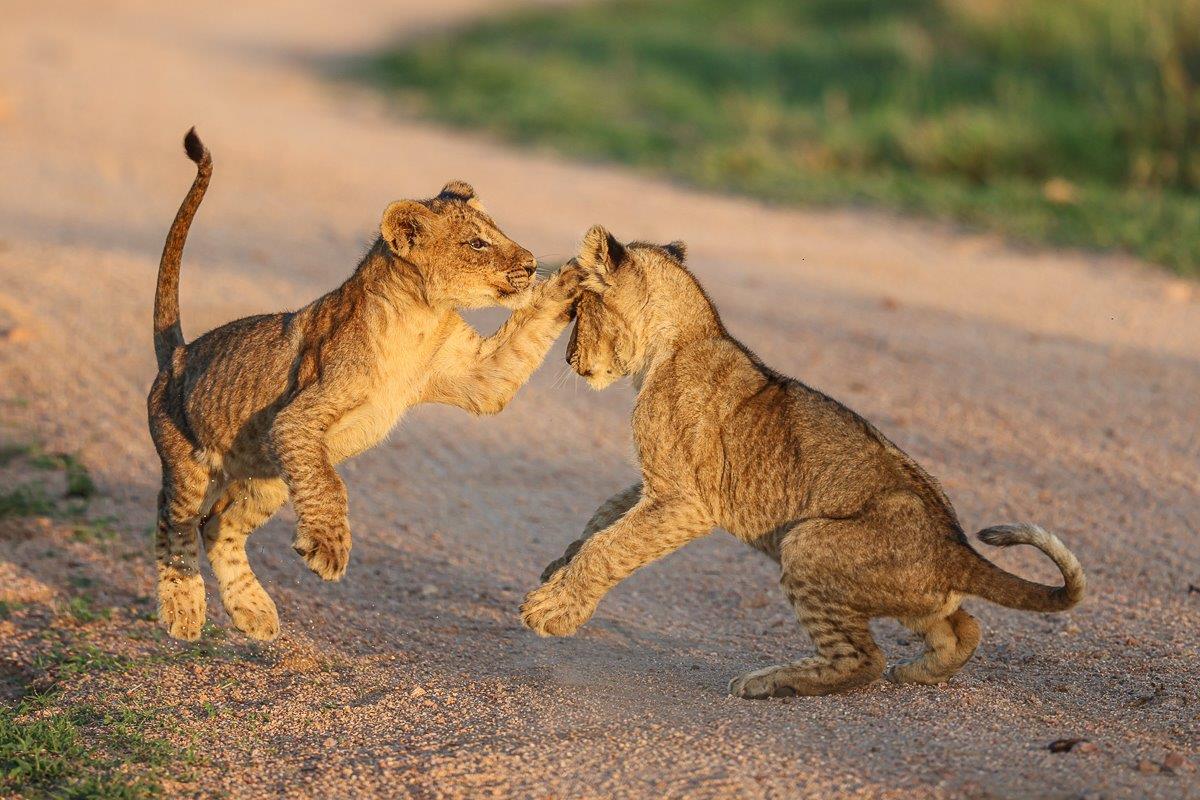 Two cubs play fight as the sun sets at Sabi Sabi. Two cubs play fight as the sun sets at Sabi Sabi.
