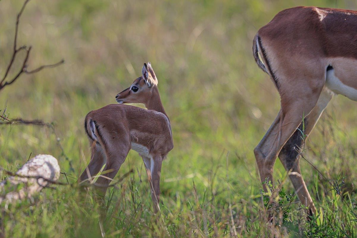 Sabi Sabi Ruan Mey Impala Calf Checks Surrounds Sabi Sabi Ruan Mey Impala Calf Checks Surrounds
