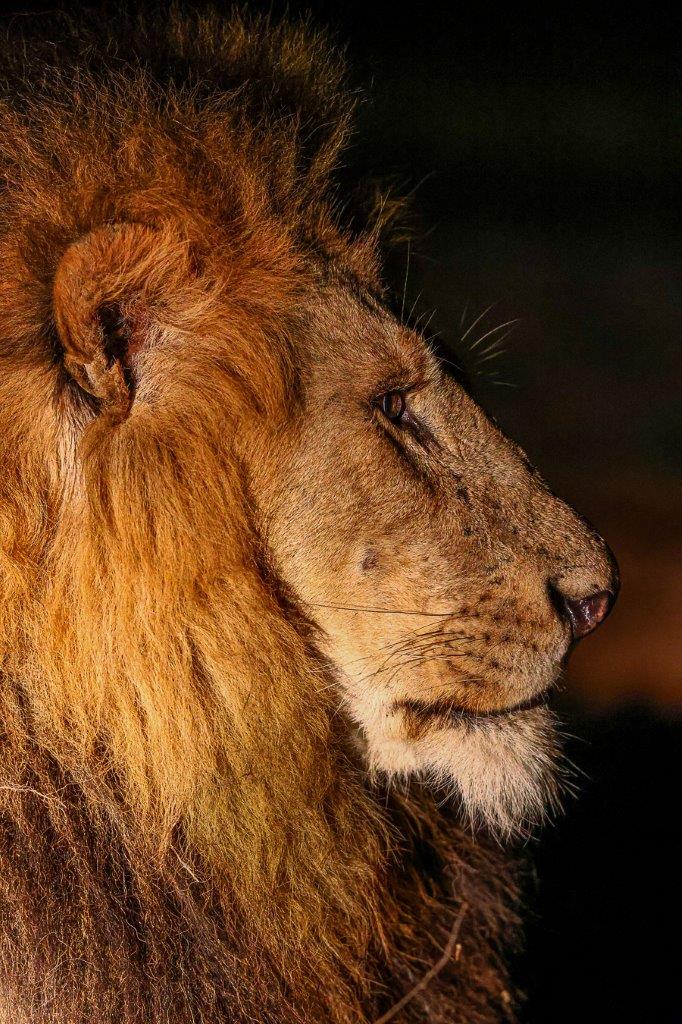 Sabi Sabi Ruan Mey Gijima Male Lion Profile Sabi Sabi Ruan Mey Gijima Male Lion Profile