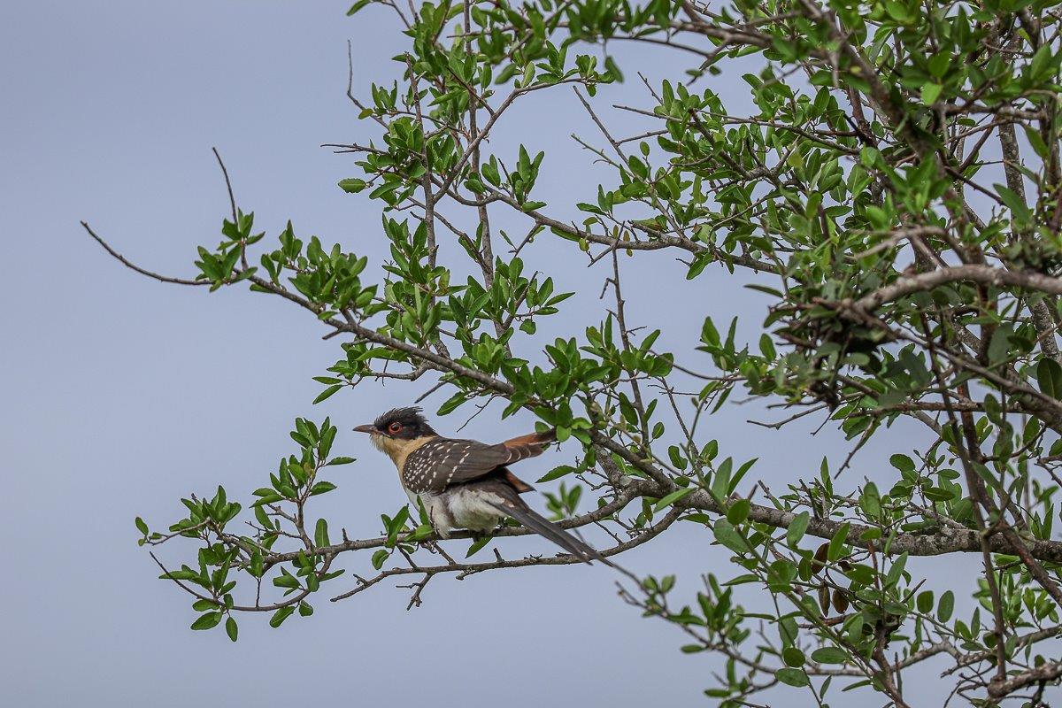 Sabi Sabi Ruan Mey Cuckoo Sabi Sabi Ruan Mey Cuckoo