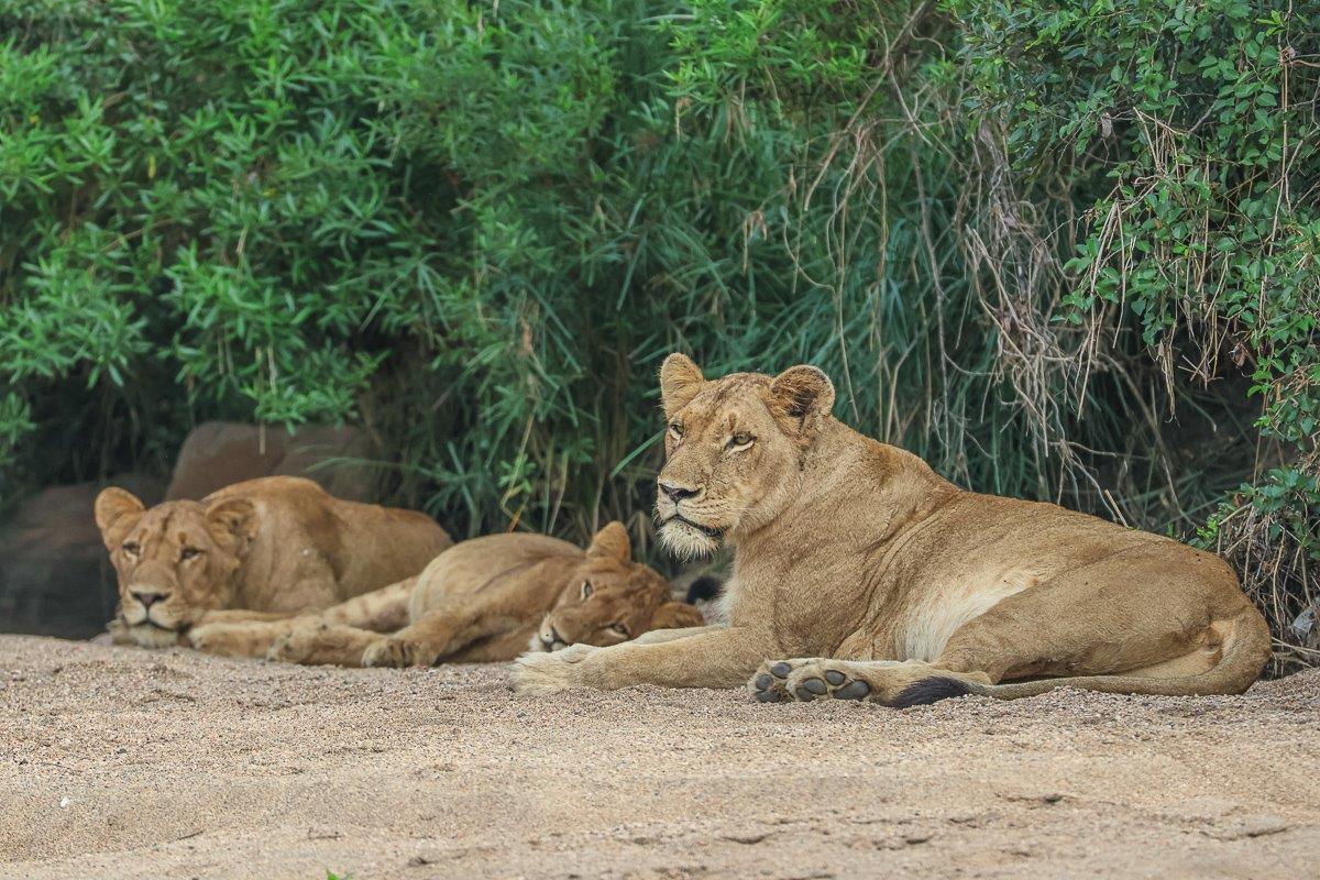 Members of the Southern Pride rest. Members of the Southern Pride rest.