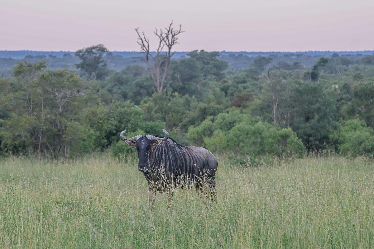 A blue wildebeest. A blue wildebeest.