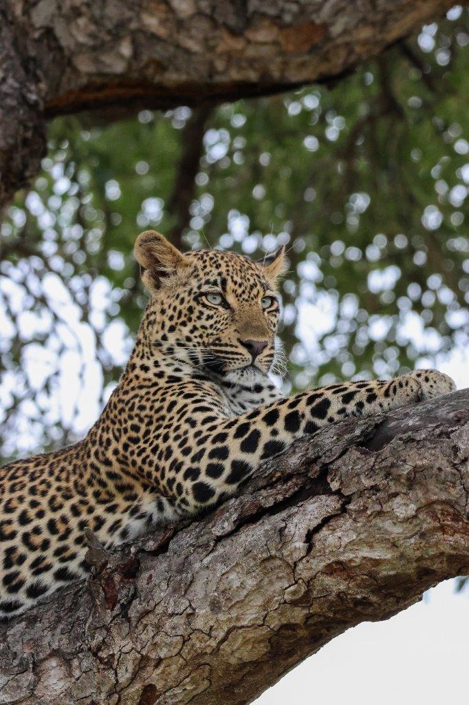 The Masungulo female leopard was spotted in a tree near Sabi Sabi. The Masungulo female leopard was spotted in a tree near Sabi Sabi.