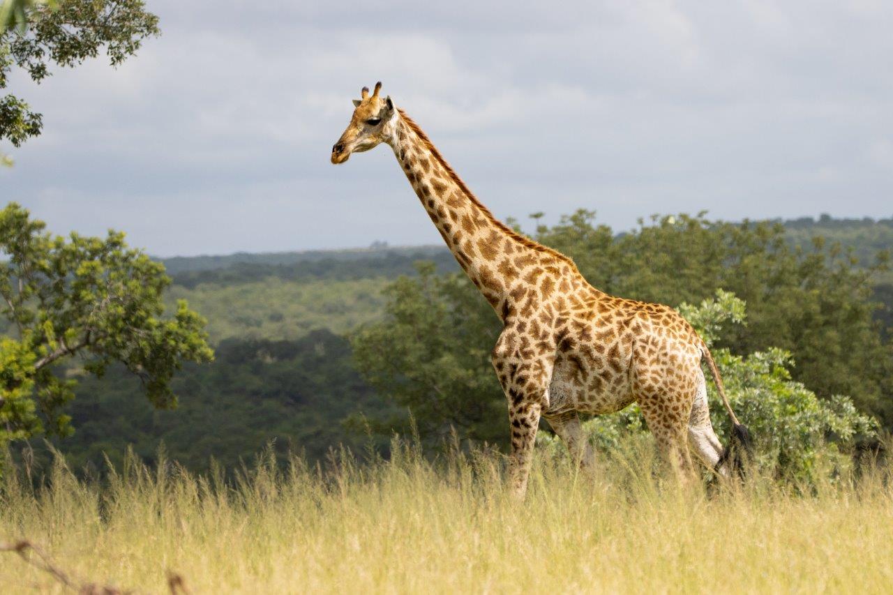 A giraffe walks alone in the Sabi Sands. A giraffe walks alone in the Sabi Sands.