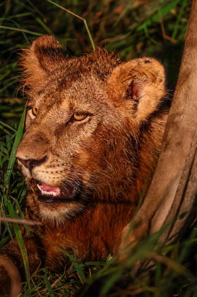 A member of the Southern Pride. A member of the Southern Pride.