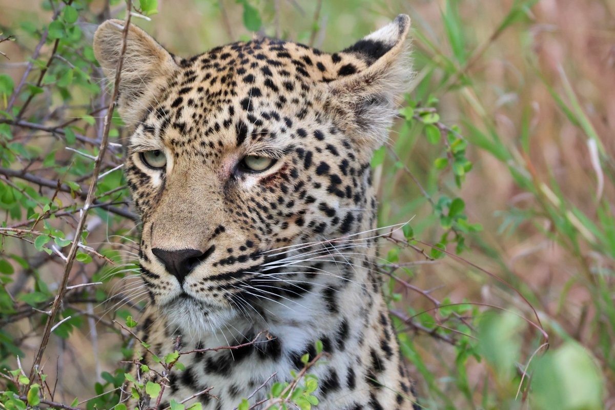 Sabi Sabi Jan Nel Kurhula Female Leopard Sabi Sabi Jan Nel Kurhula Female Leopard
