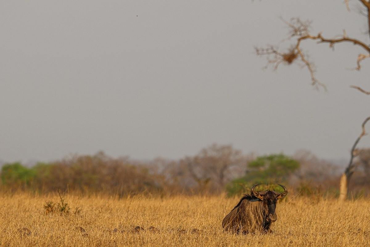 Sabi Sabi Ruan Mey Blue Wildebeest Sabi Sabi Ruan Mey Blue Wildebeest