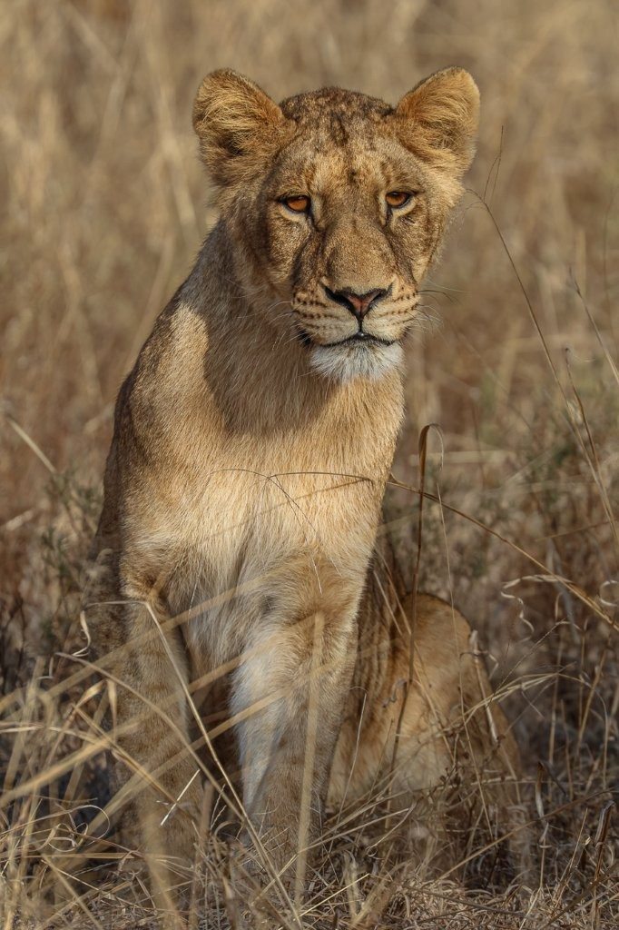 Sabi Sabi Ruan Mey Southern Pride Member Portrait Sabi Sabi Ruan Mey Southern Pride Member Portrait