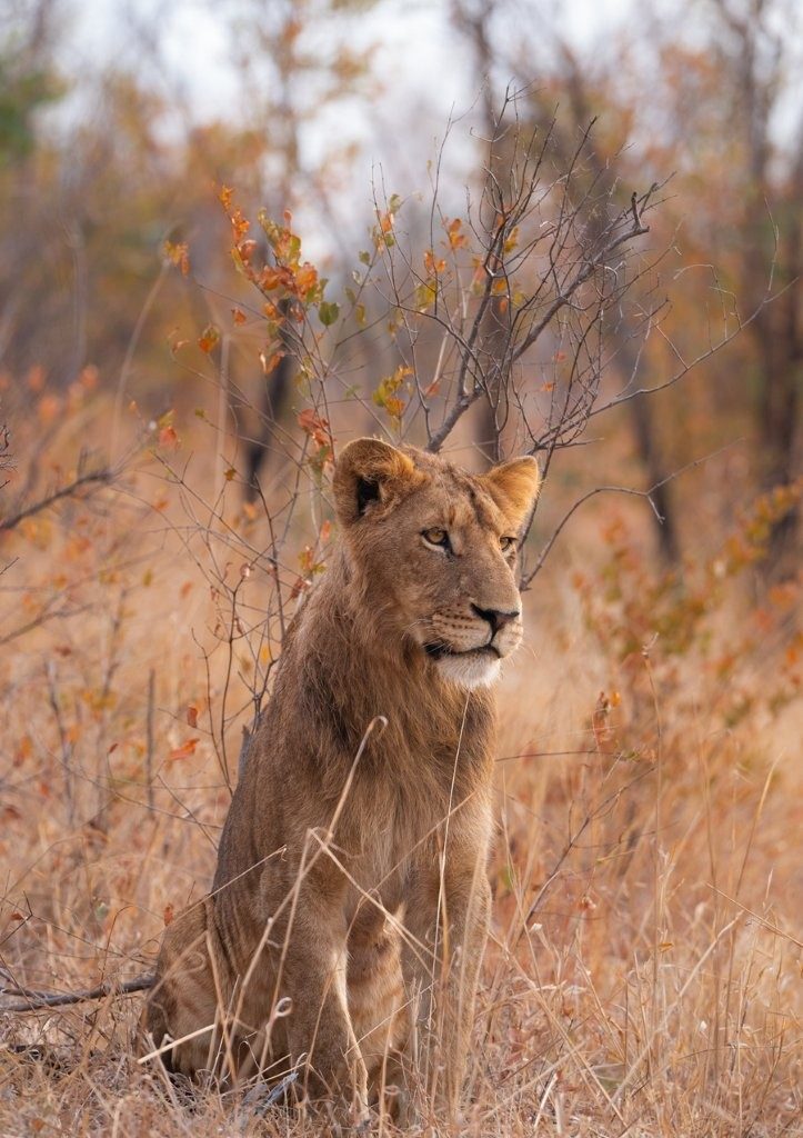 Sabi Sabi Viviane Ladner Southern Pride Lion Sitting Sabi Sabi Viviane Ladner Southern Pride Lion Sitting