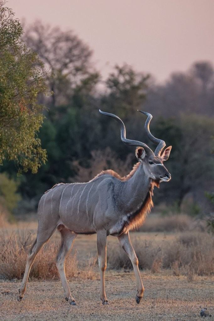 Majestic Kudu in soft light