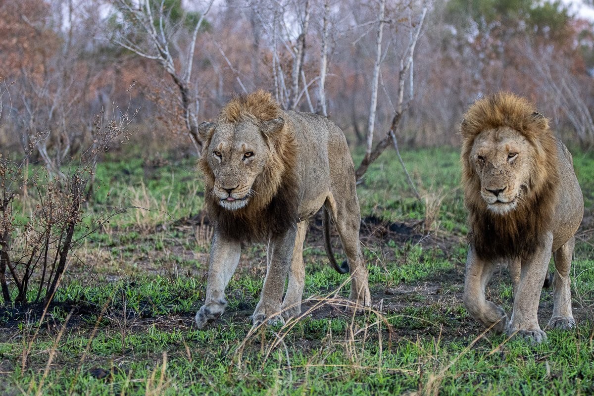 Two Khuhuma male lions walk through the bush. Two Khuhuma male lions walk through the bush.
