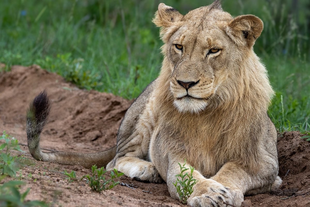 Sabi Sabi Ronald Mutero Msuthlu