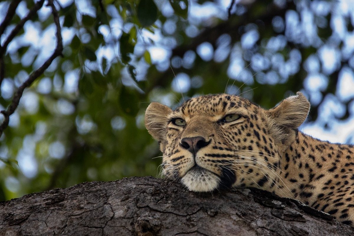 Sabi Sabi Ronald Mutero Golonyi Leopard