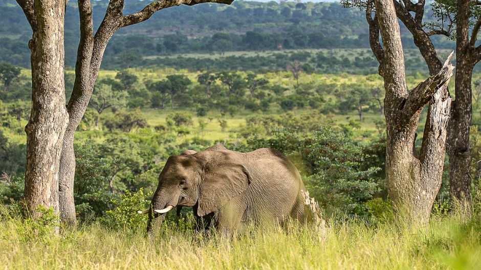 Sabi Sabi Its All About Timing Elephant