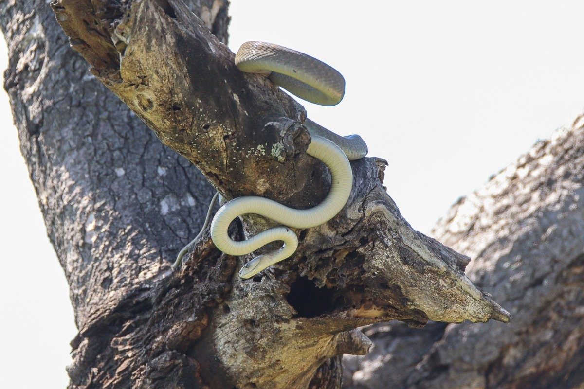 Sabi Sabi Jana Du Plessis Black Mamber