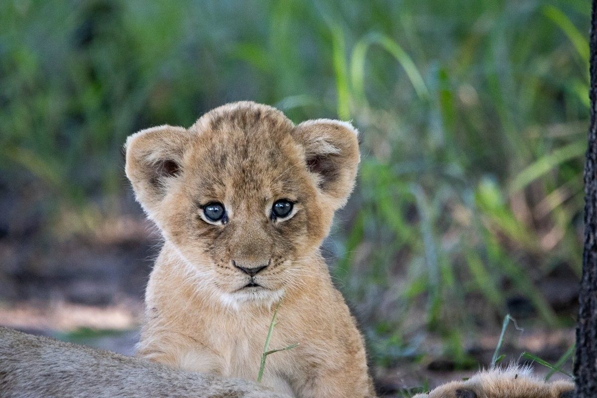 Sabi Sabi Ronald Mutero Sp Cute Cub