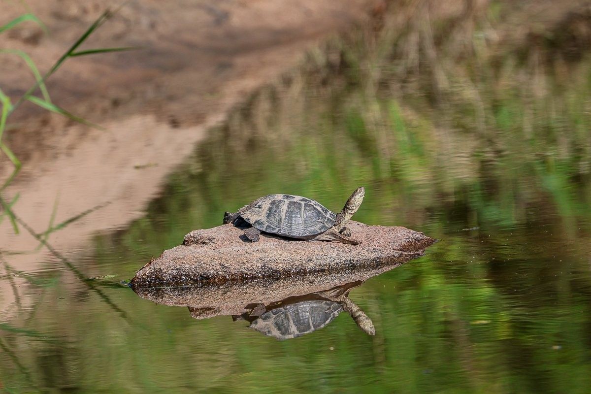 Sabi Sabi Ruan Mey Terrapin