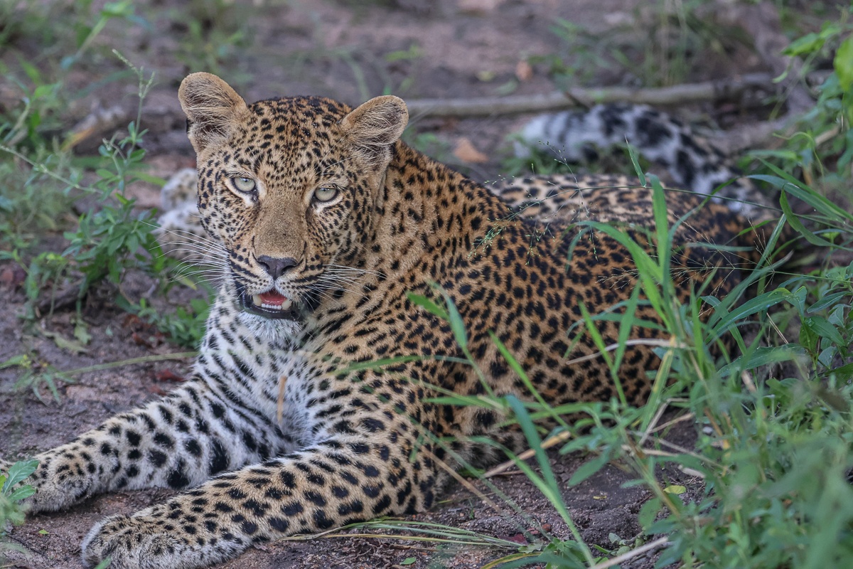 Kurhula leopard resting with full belly after feeding