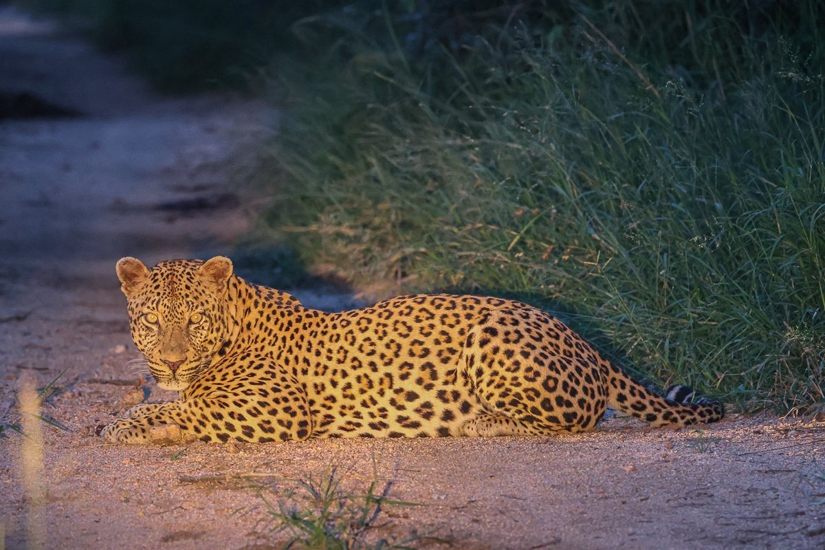 Ntsumi female leopard resting in road