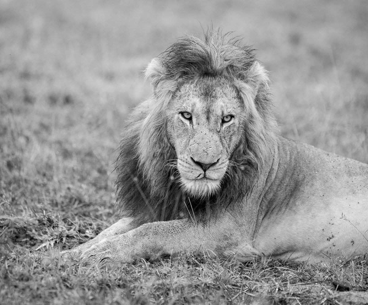 N'waswishaka male lion resting peacefully in the bush.