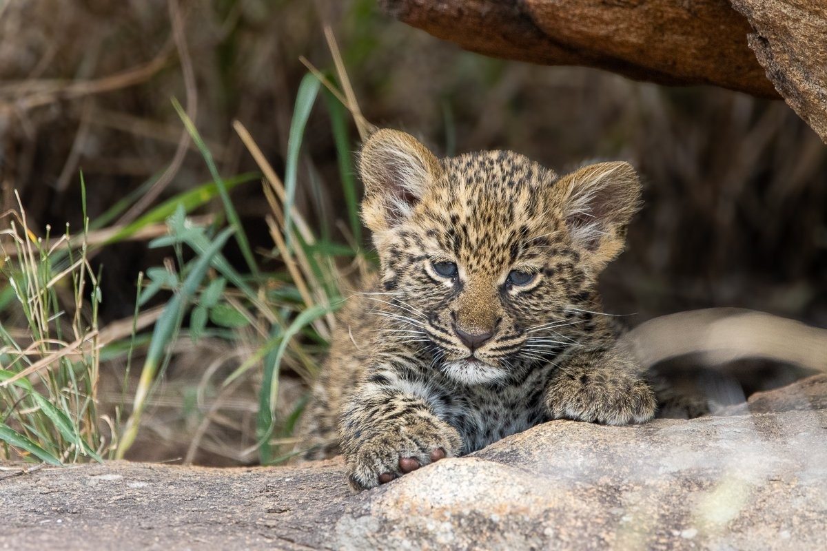 Sabi Sabi Ronald Mutero Golonyi Leopard Cubs At Den Site 2