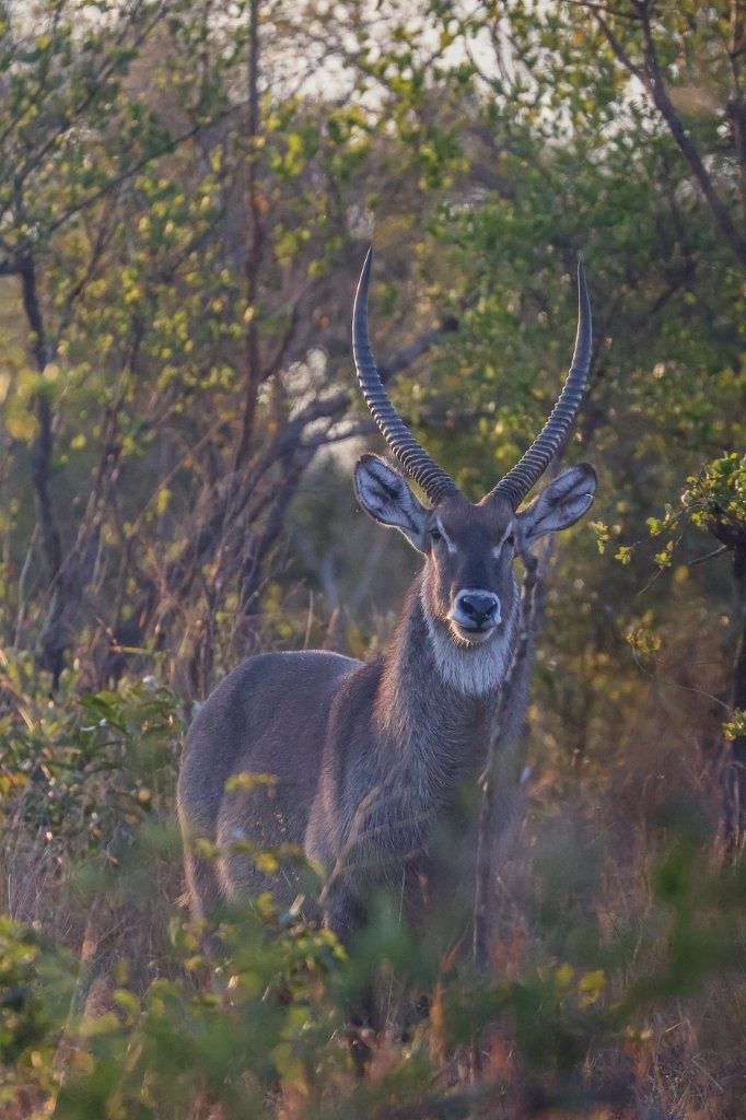 Mature waterbuck bull standing proudly in the warm afternoon light near wetland habitat.