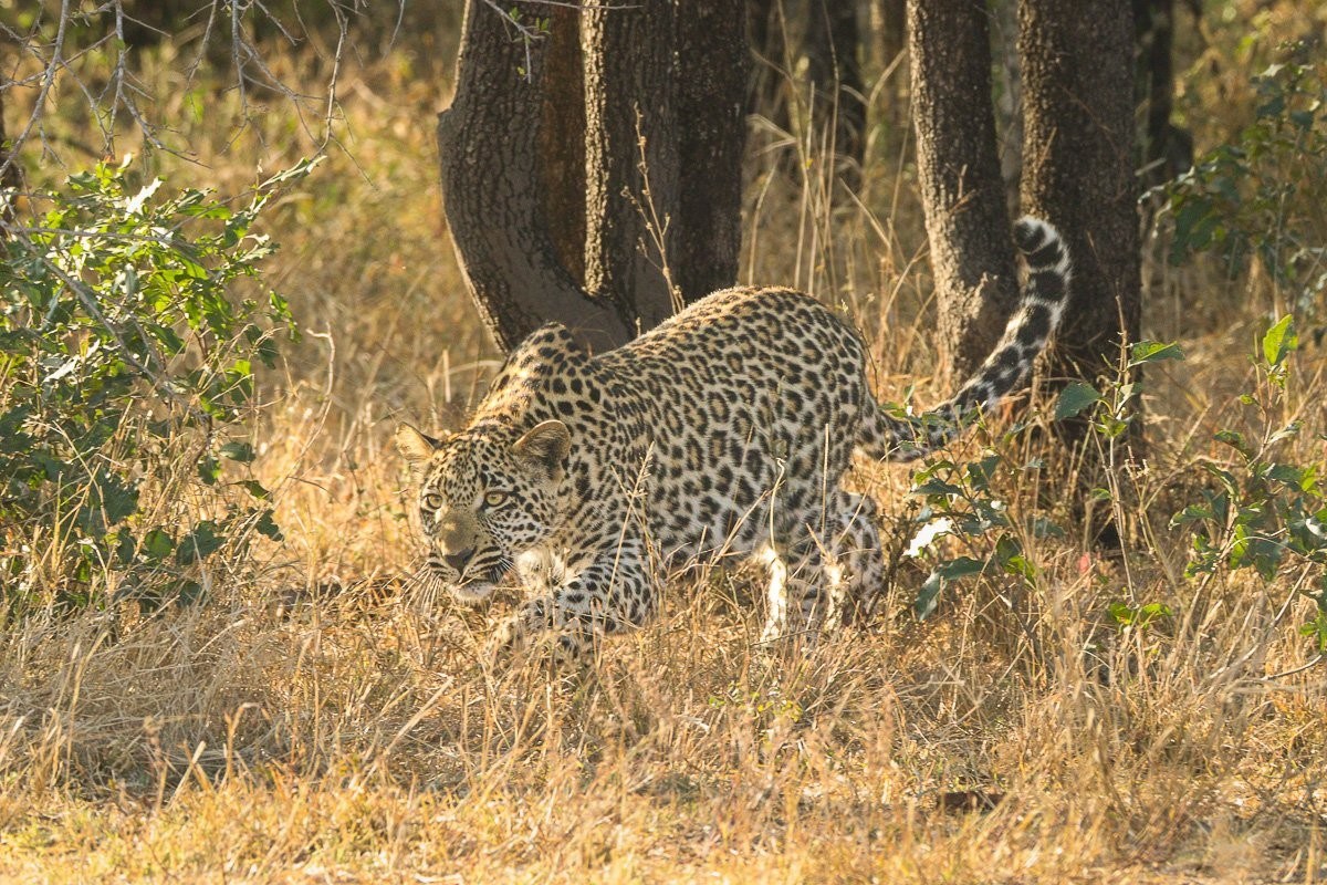 Tengile's leopard practising hunting skills.
