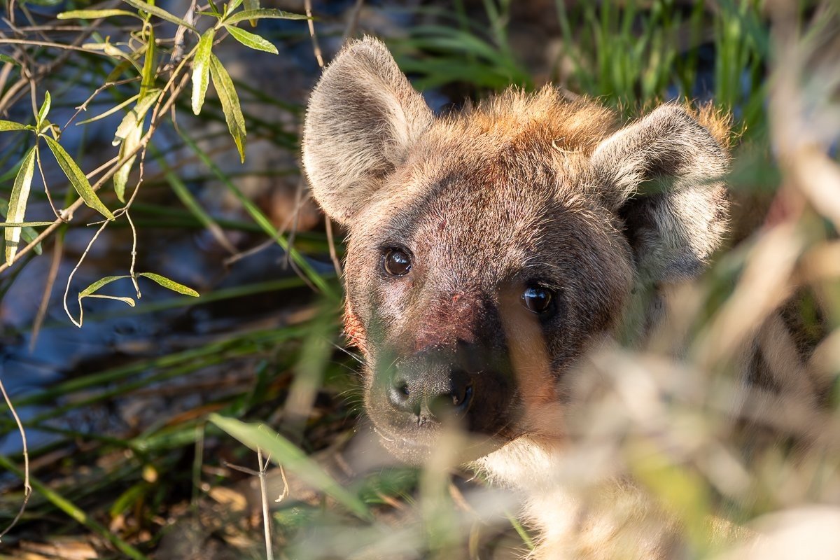 Close-up portrait of hyena in the southern section of Sabi Sabi.