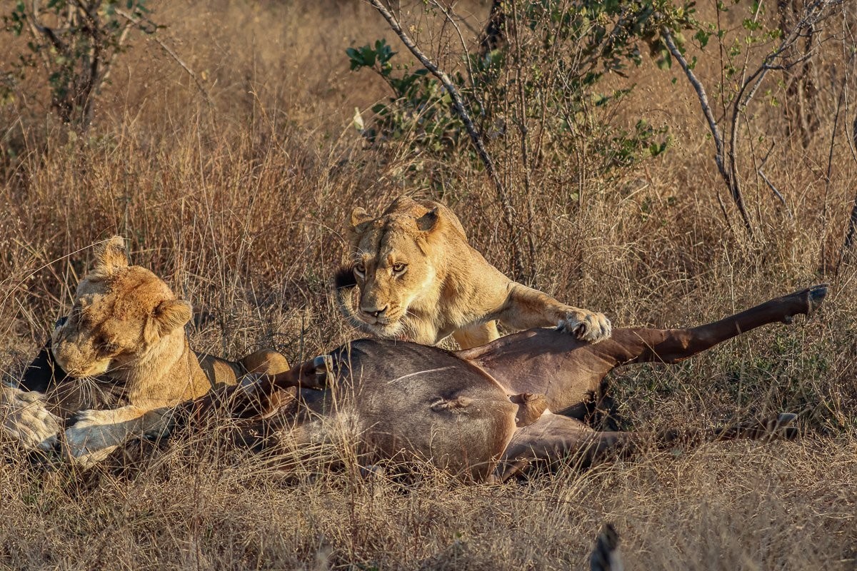 Southern Pride lioness chasing a blue wildebeest