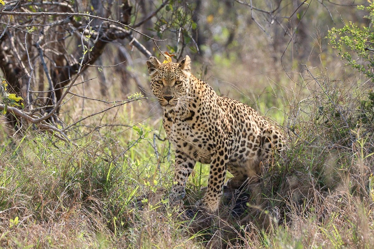 Ntsumi leopardess watching for approaching hyenas from cover.