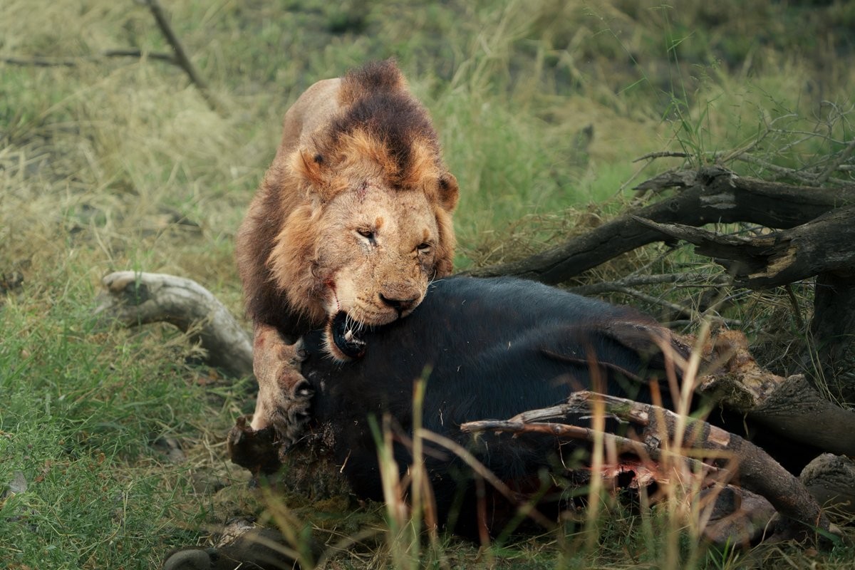 Sabi Sabi Jarrod Oflaherty Nwaswishaka Male Lion With Buffalo Kill