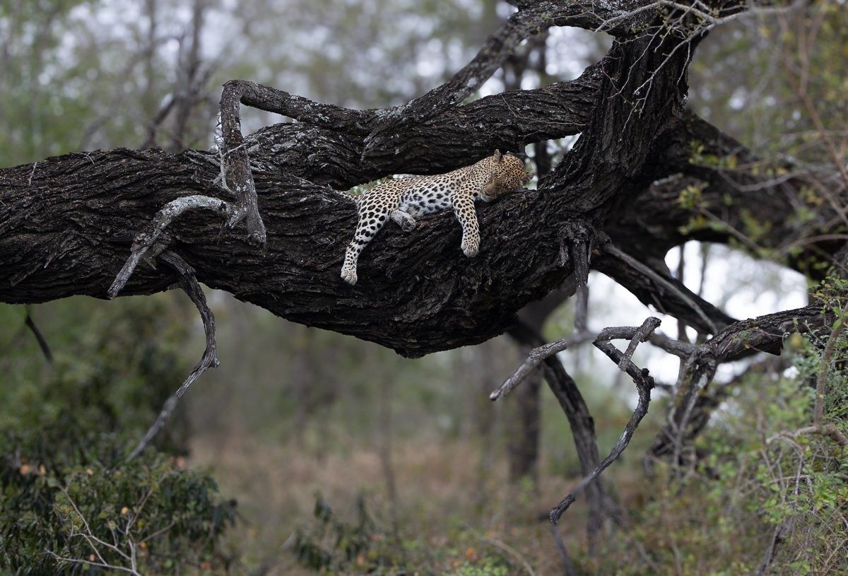 Golonyi leopardess resting in a tree 