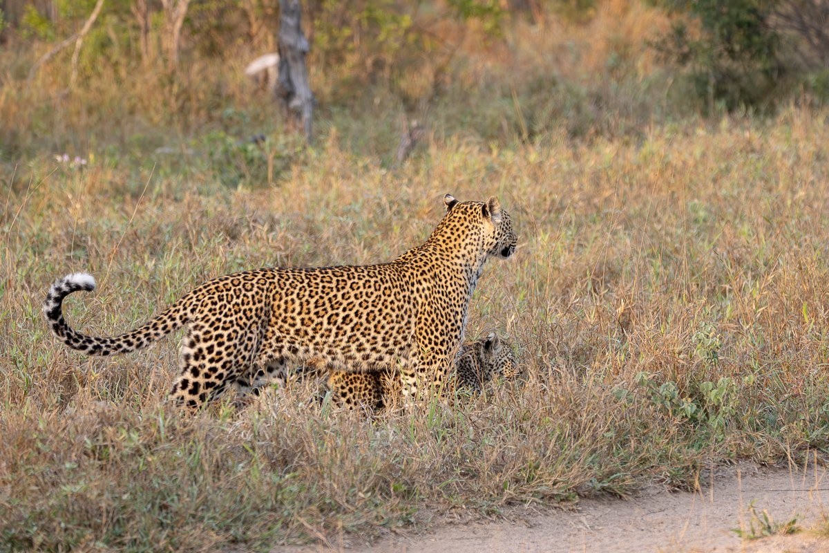 Kurhula leopardess walking through the bushveld with her young cub 