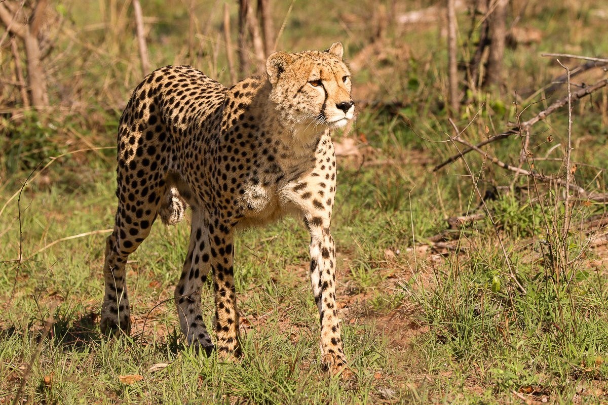 Young male cheetah coalition surveying the open plains